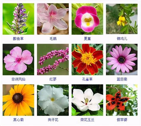 花品種名|花名鑑.com 